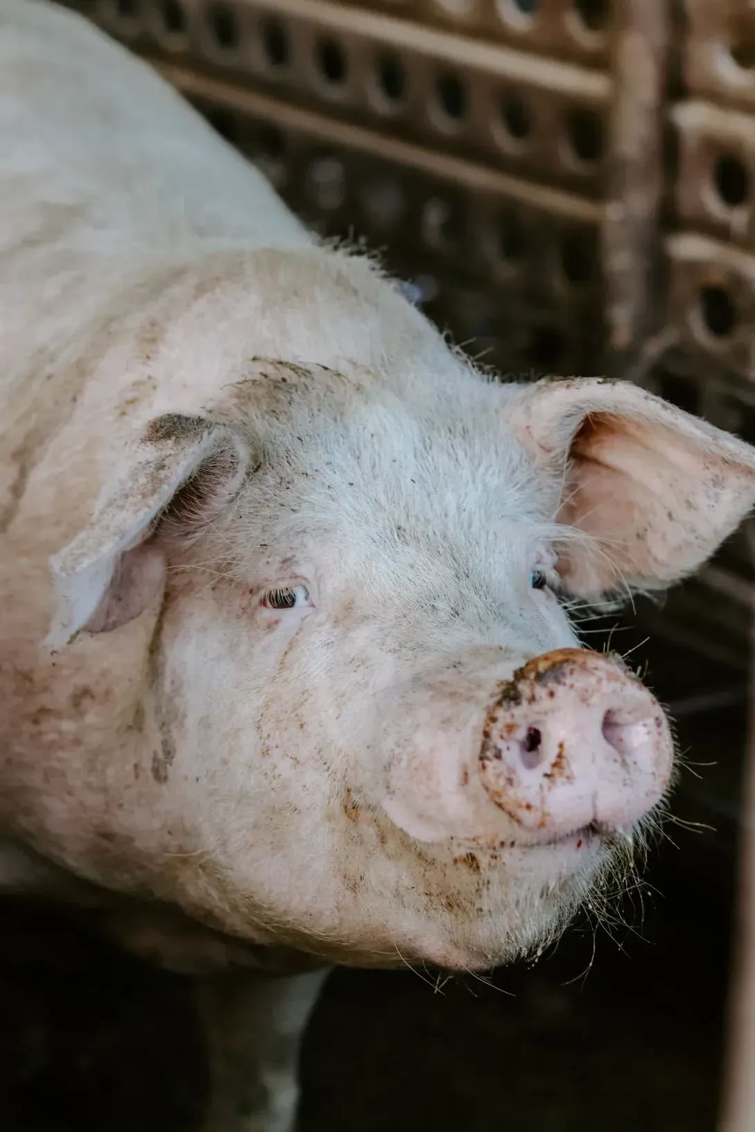 Greenfield Pork