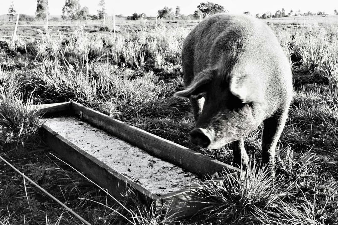 A Closer Look at Responsible Pig Farming at Greenfield Pork