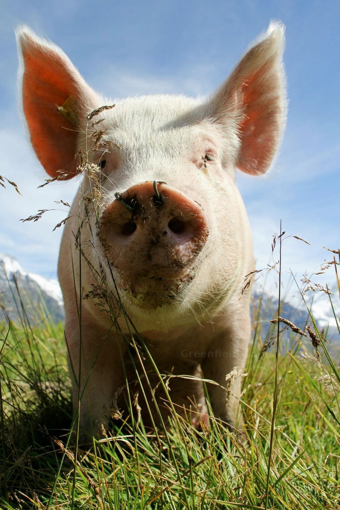 Why Freshness Matters in Pork Supply Chains