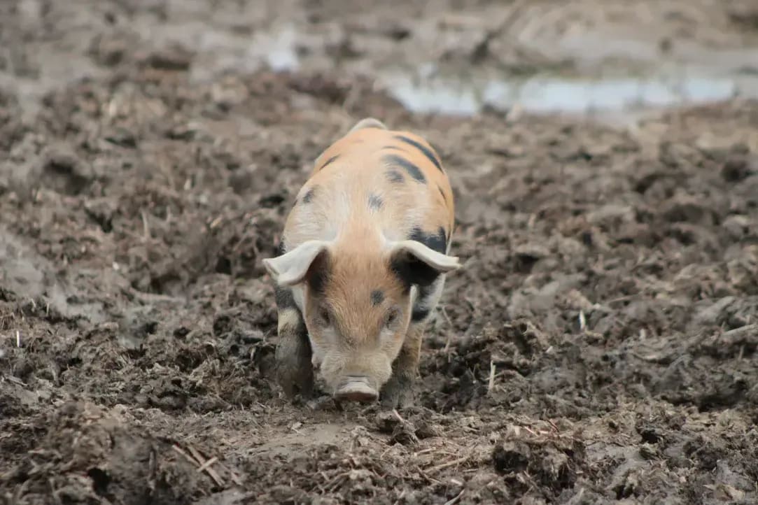 Feed Traceability Workflow for Growing Herd Operations