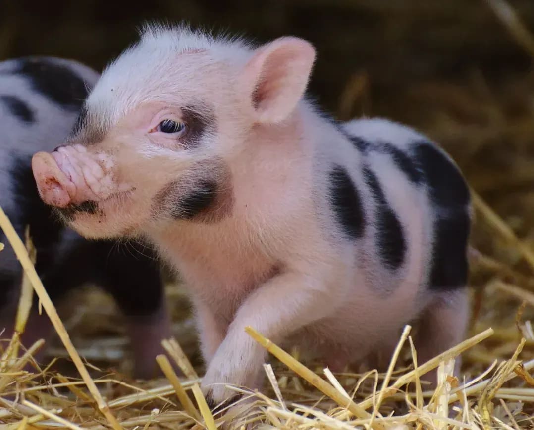 Greenfield Pork 1