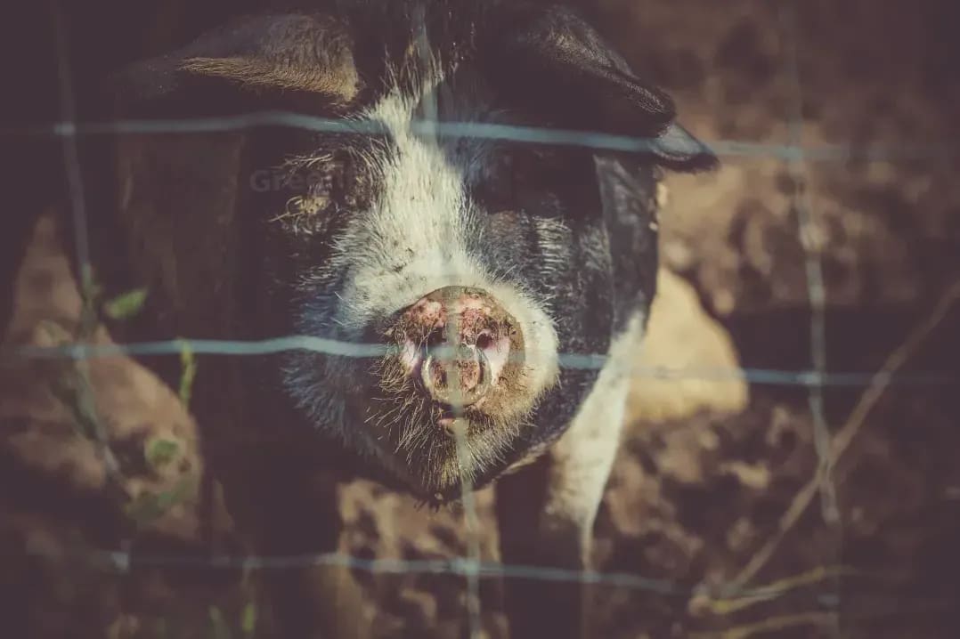 Greenfield Pork 12