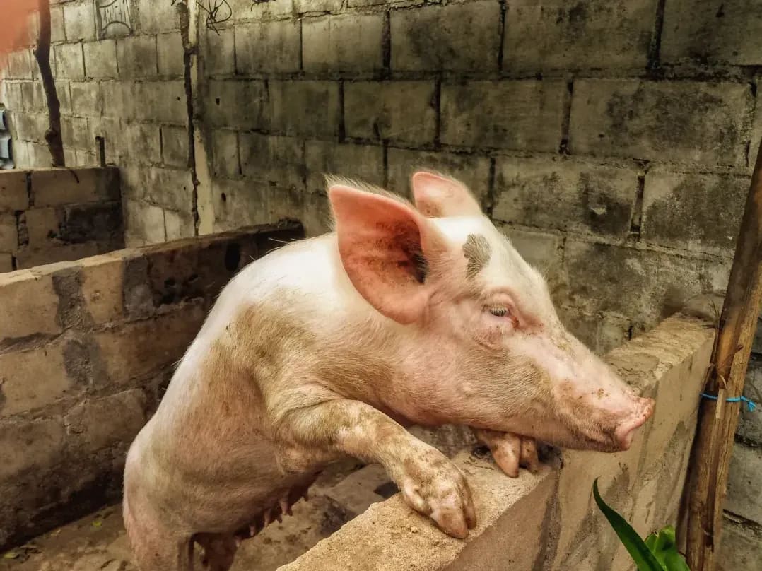 Greenfield Pork 2