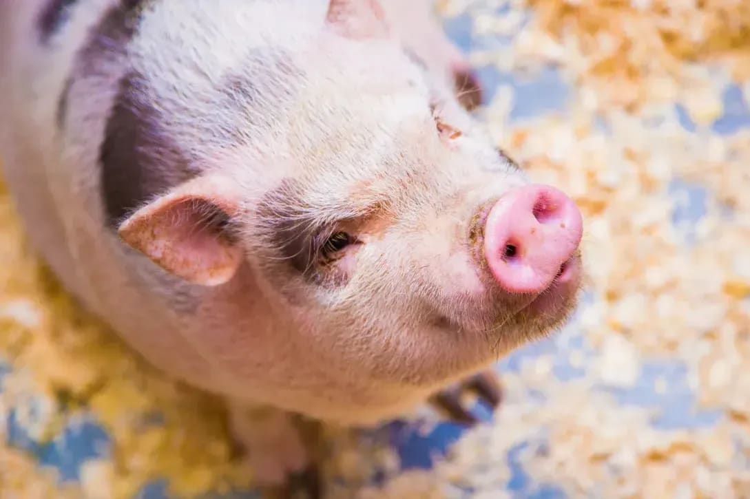 Greenfield Pork 4