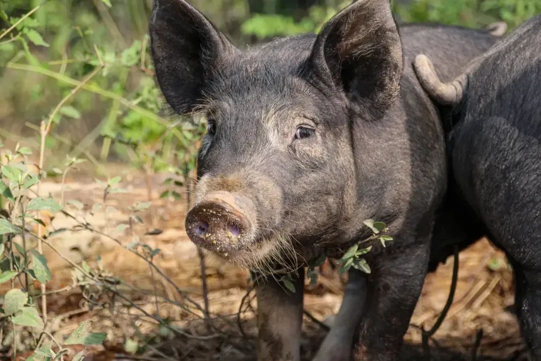 Greenfield Pork 5