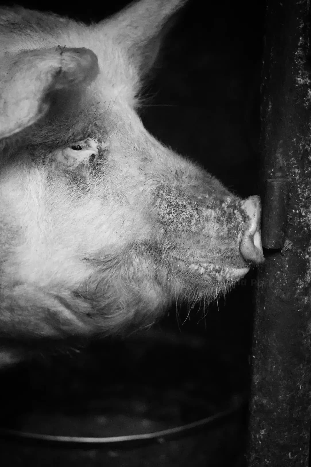 Greenfield Pork 6