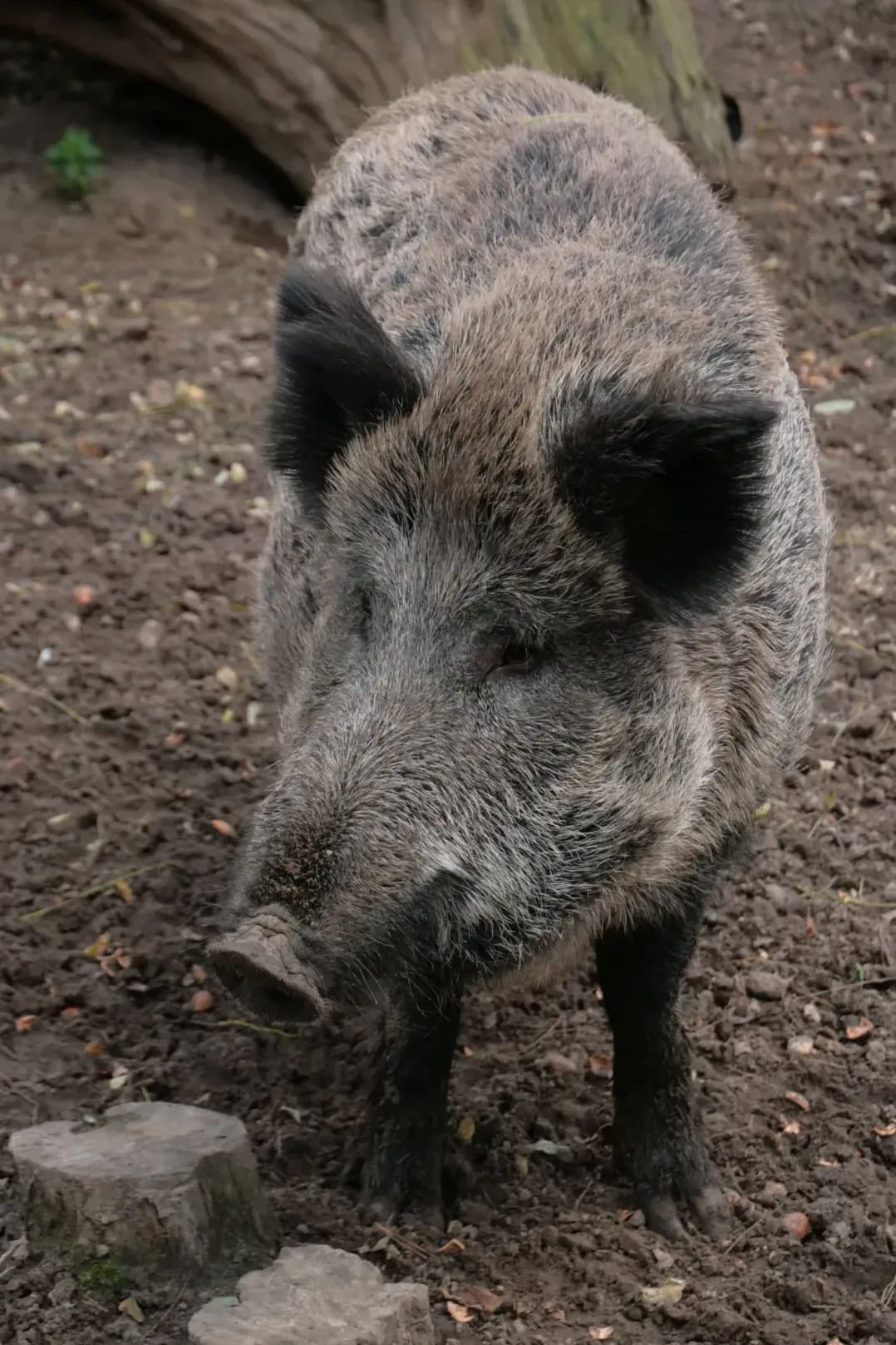 Greenfield Pork 7