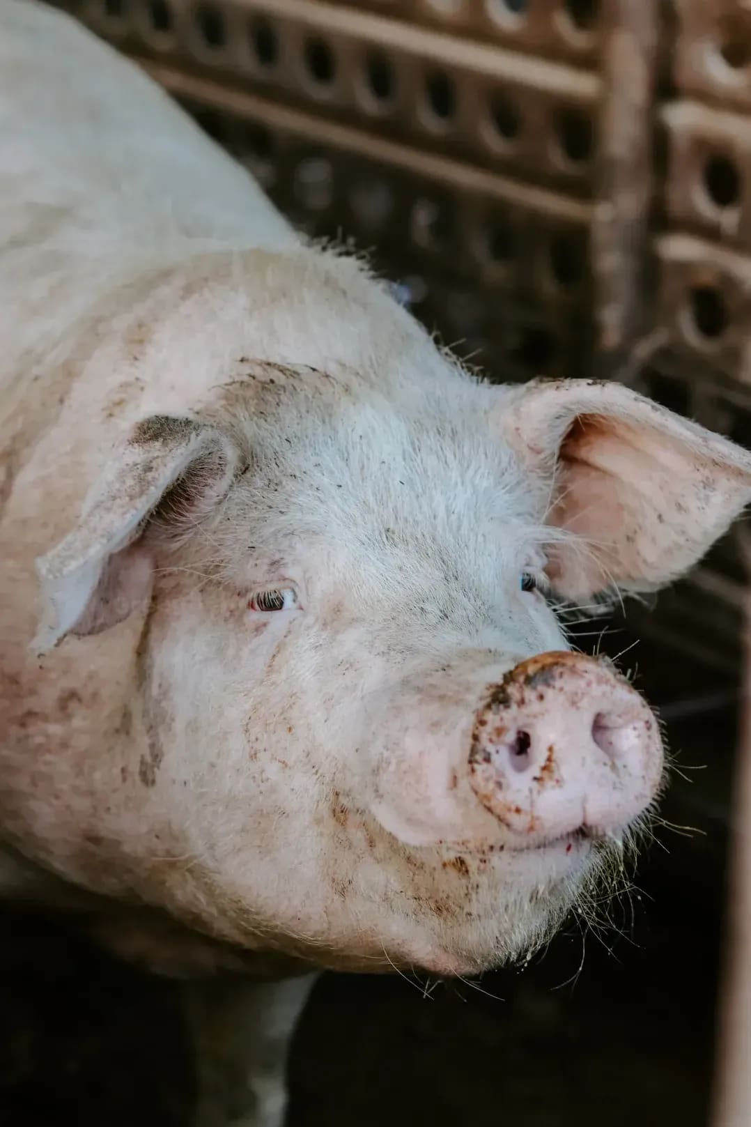 Greenfield Pork 8
