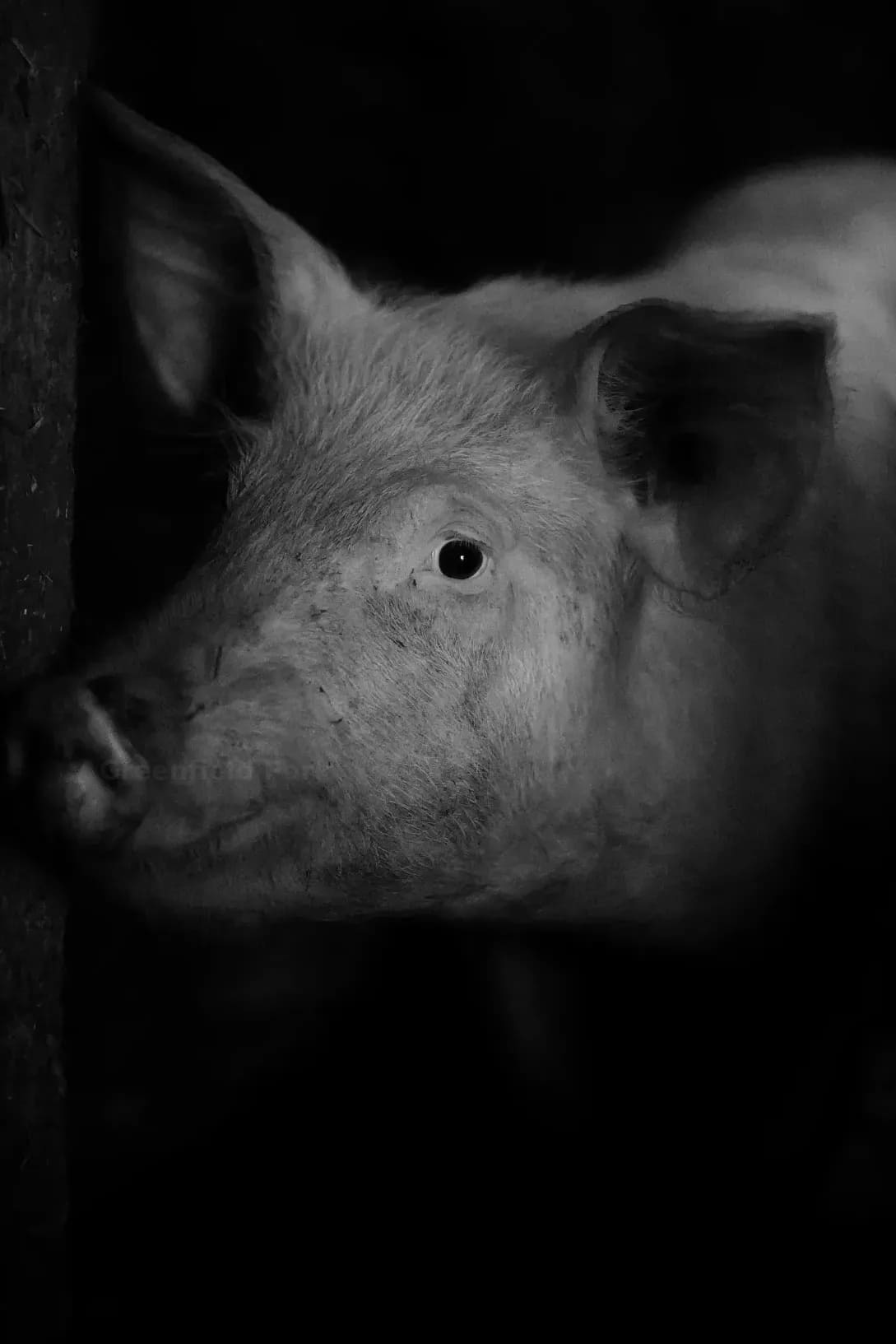 Greenfield Pork 9