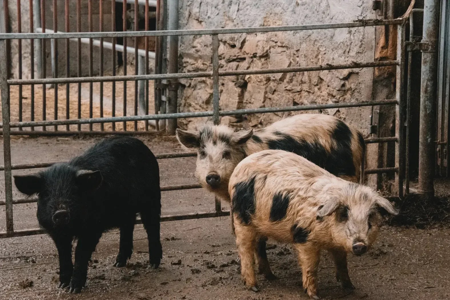 Greenfield Pork