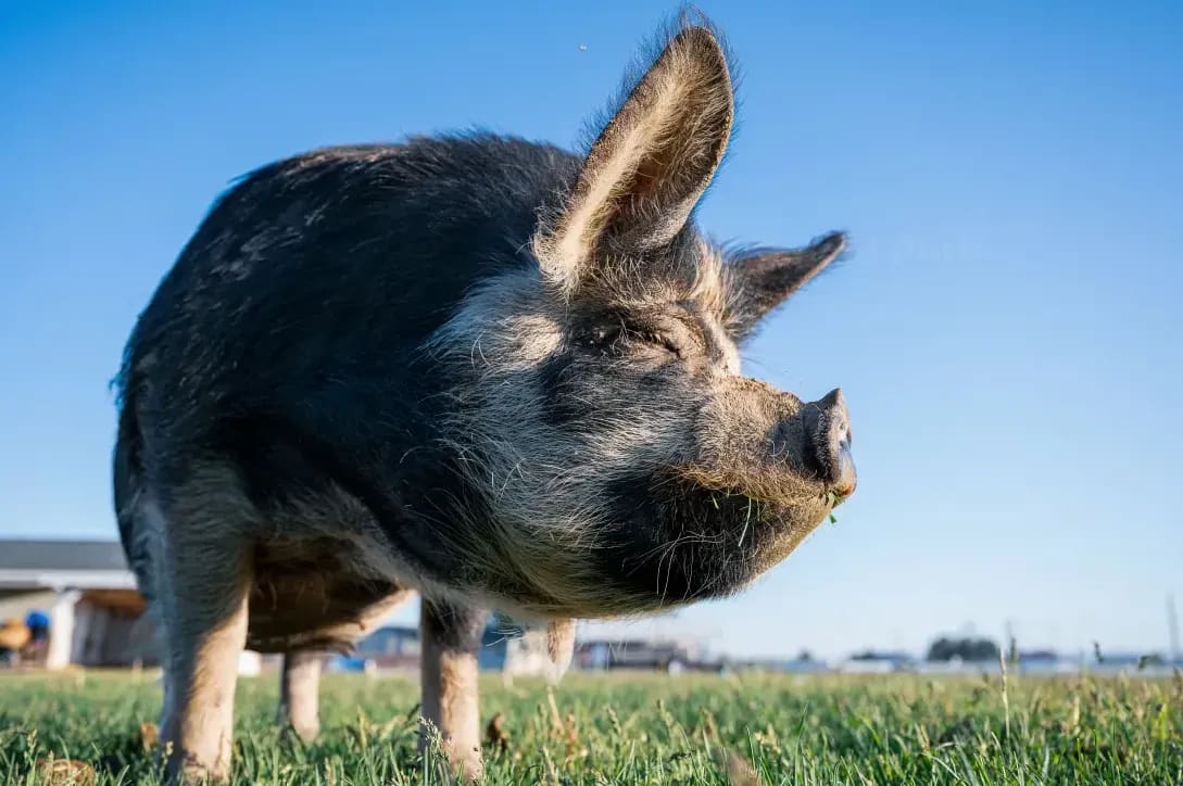 Breeding stock supply