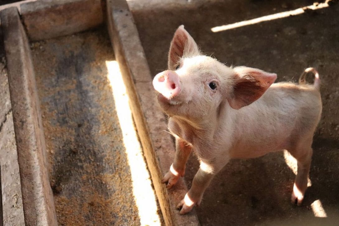 Weaner pig sales