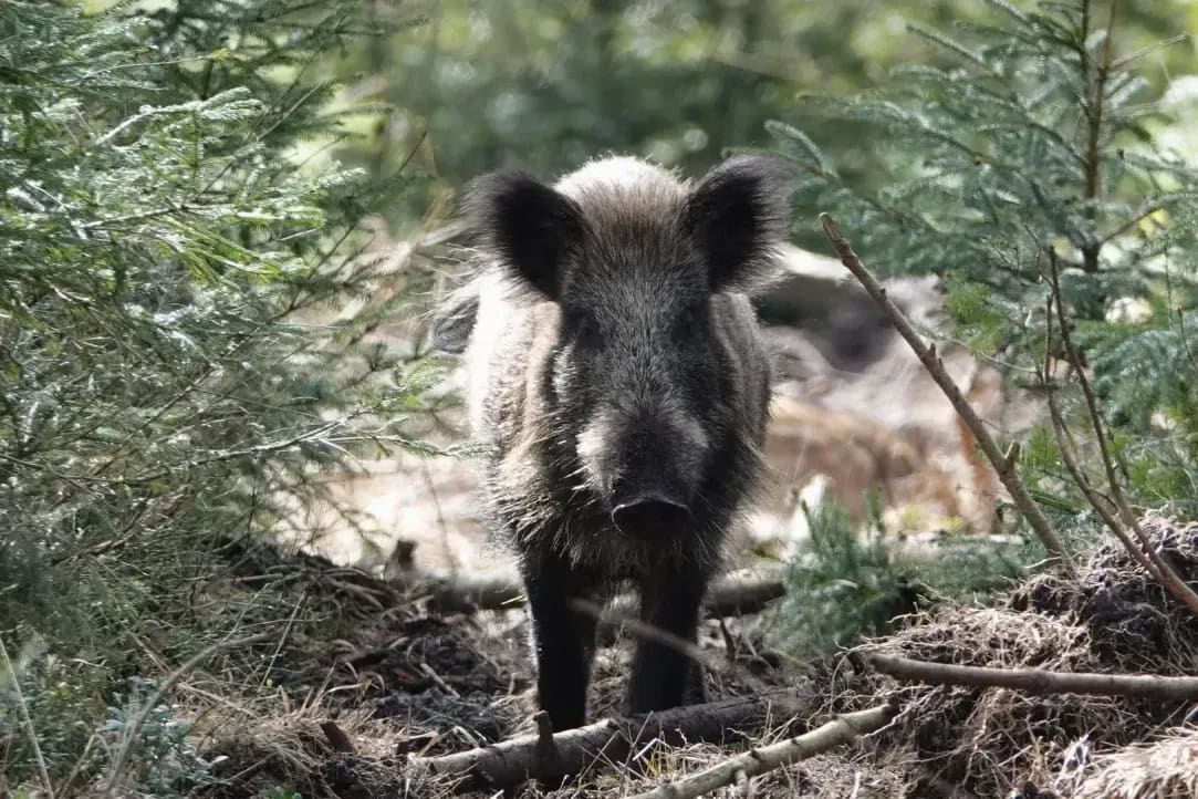 Piglet rearing support