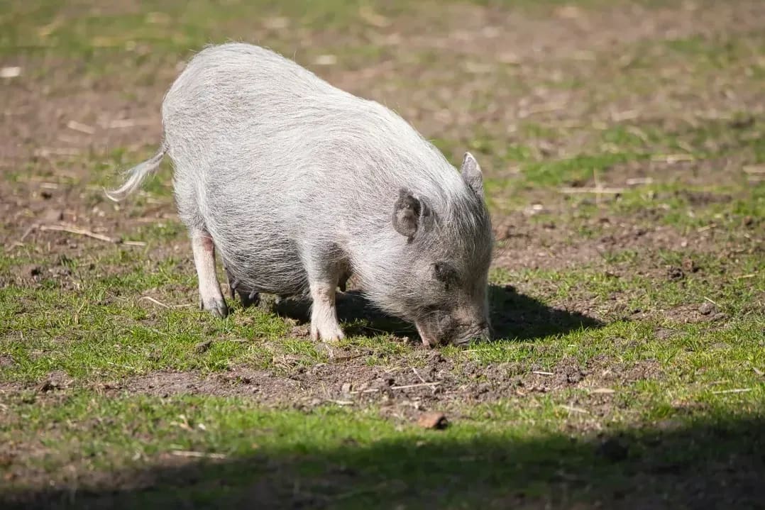 On-farm welfare advice
